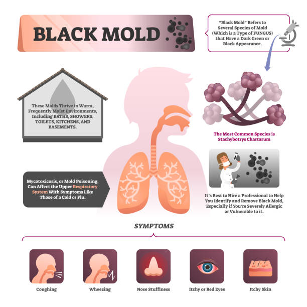 Infographic illustrating health risks of black mold, including respiratory issues and allergy symptoms.