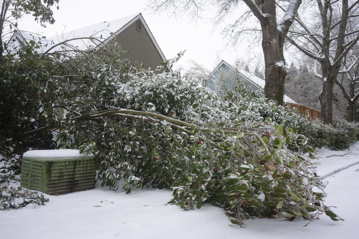 Fallen tree covered in snow blocking a residential area after a winter storm.