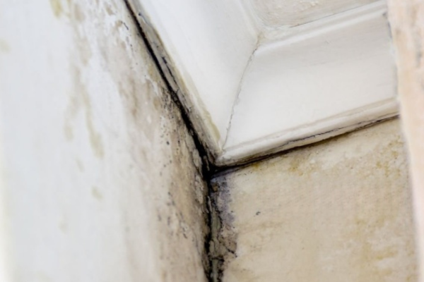 Aspergillus mold visible along the creases of crown molding, with black and yellow discoloration.